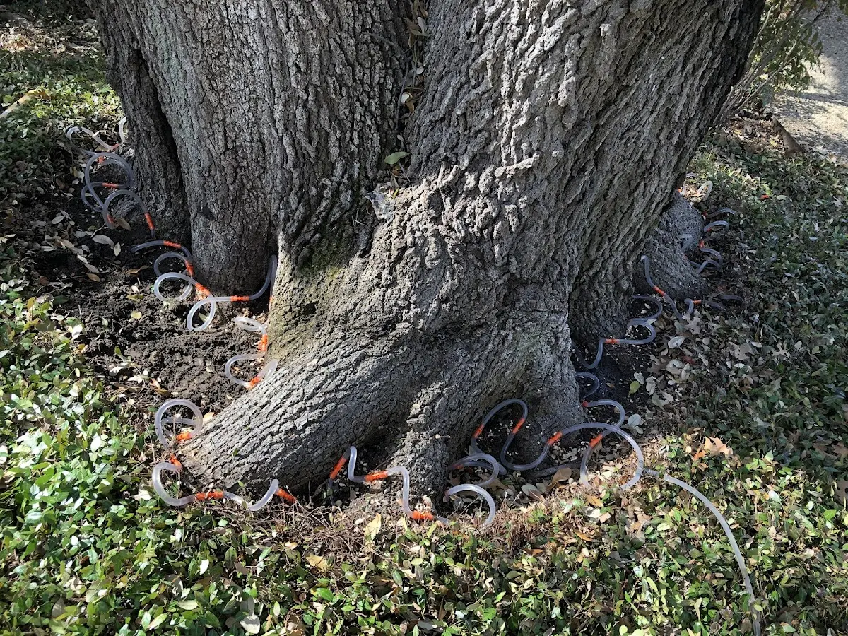 Detailed Tree Cabling and Bracing job site in Kenefic